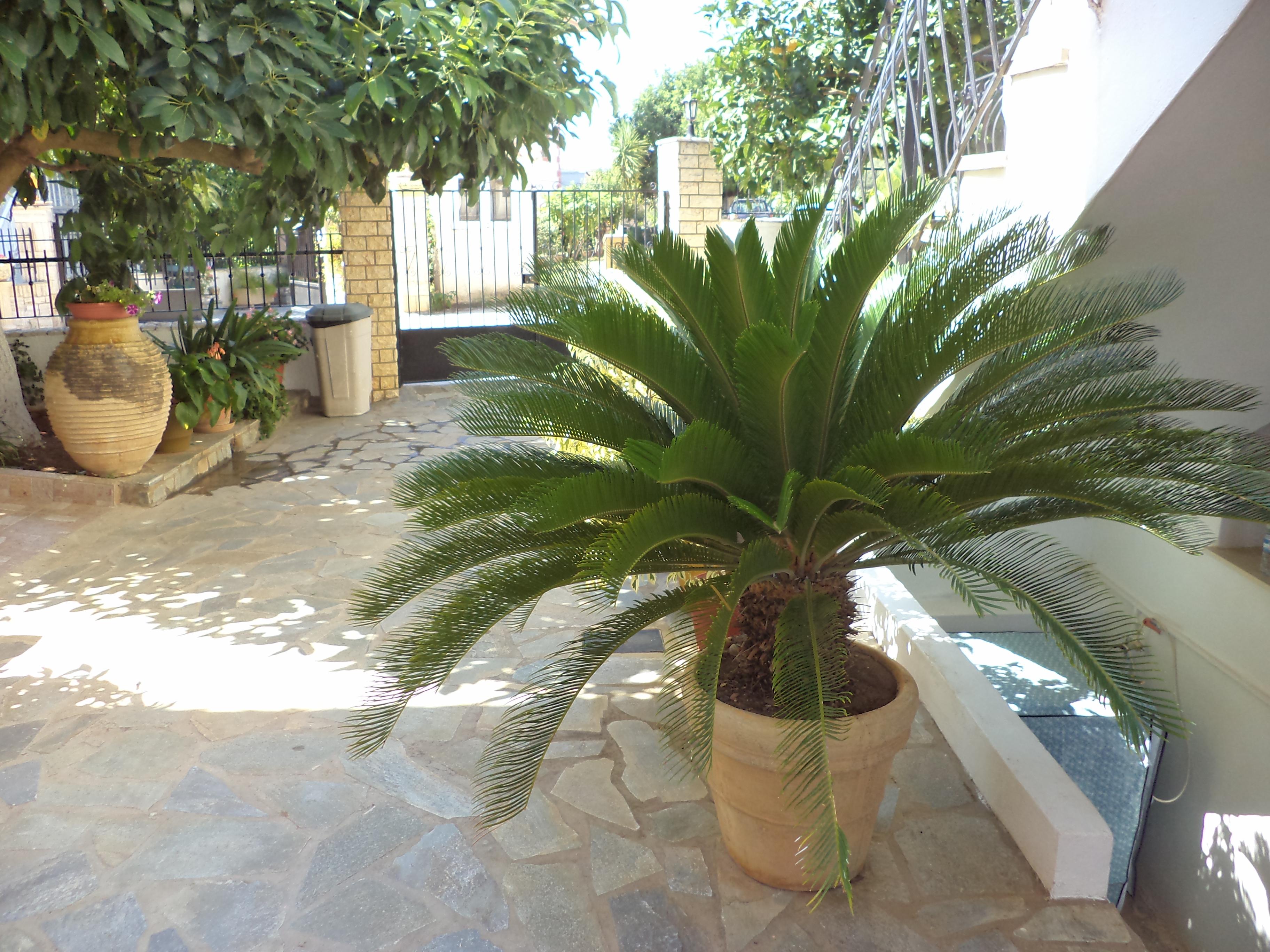 Dionysios Studios Skala  Extérieur photo